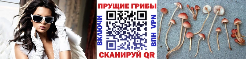 Галлюциногенные грибы мухоморы Лесной